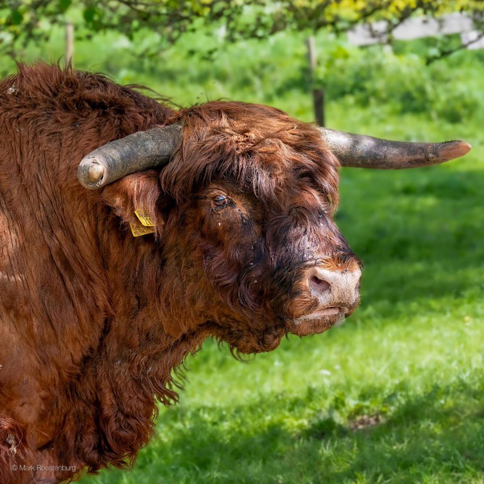 Schotse Hooglander