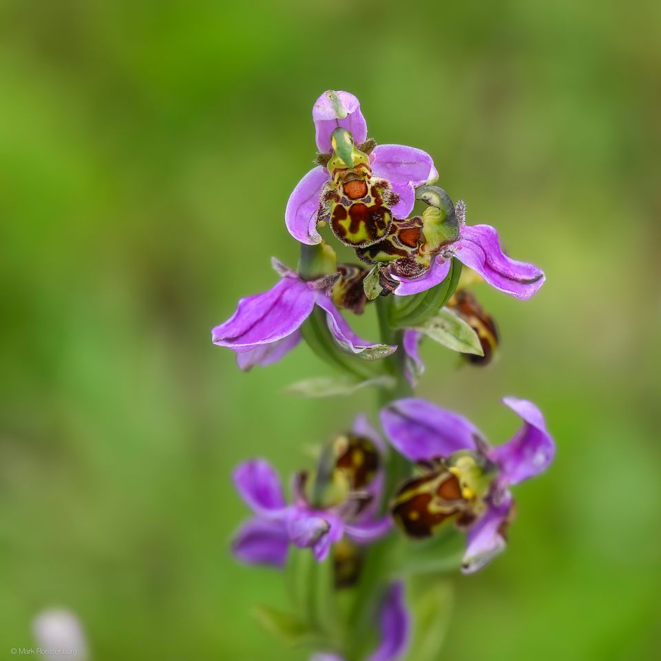 Wilde orchis