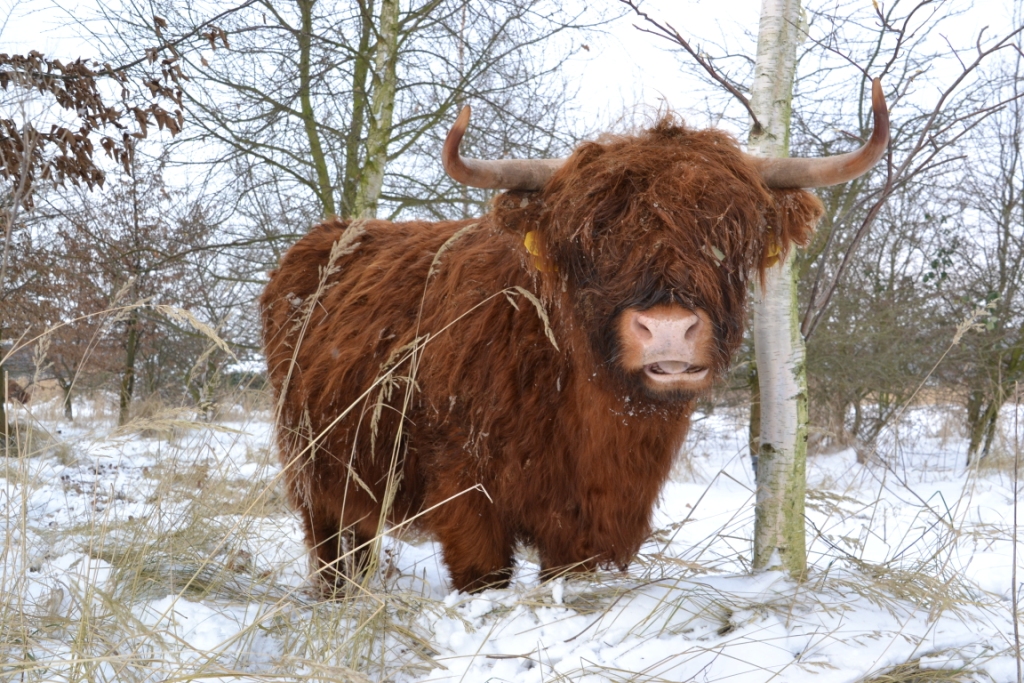 winterwandeling